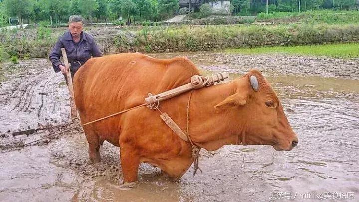 成都周边农场推荐,成都周边最有特点的农场