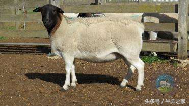 提高种鸭受精率,种公羊应如何饲养管理