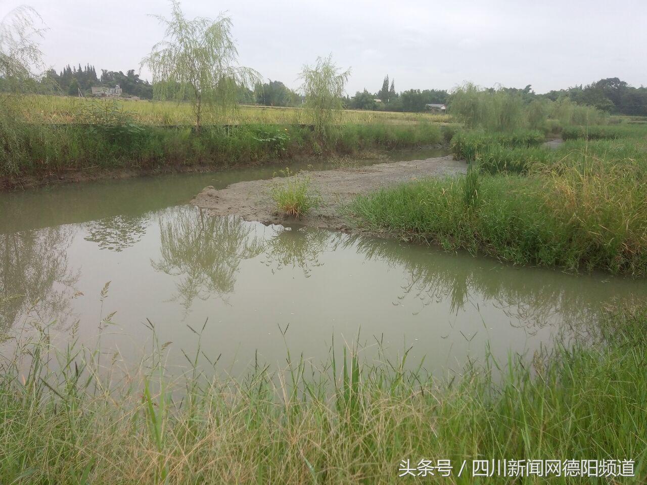 稻田养殖生态虾,水稻田养虾致富经验总结