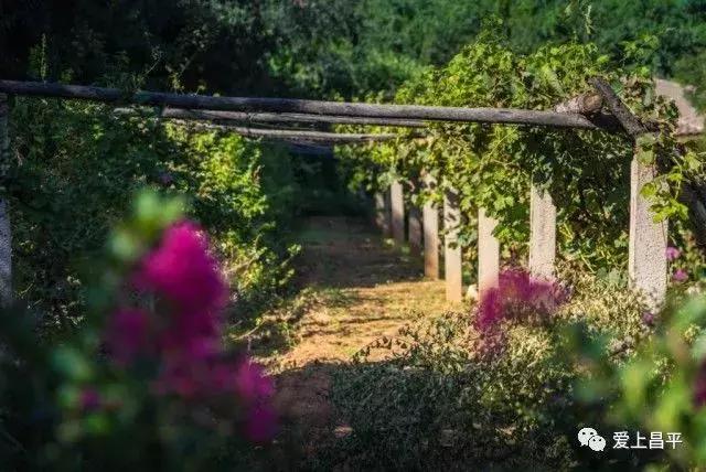 昌平民宿独立小院20人,北京昌平民宿排行榜前十名