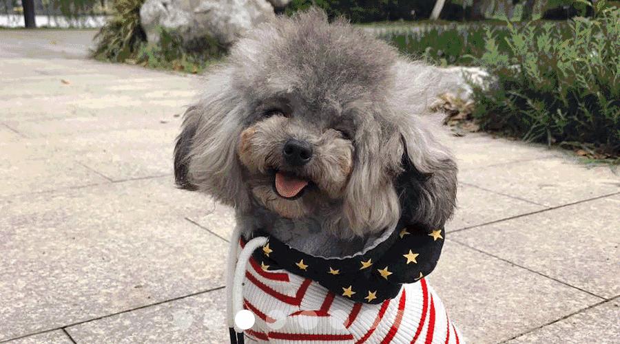 服侍主子洗了那么多次澡，我把毕生所悟都放在这篇攻略里了