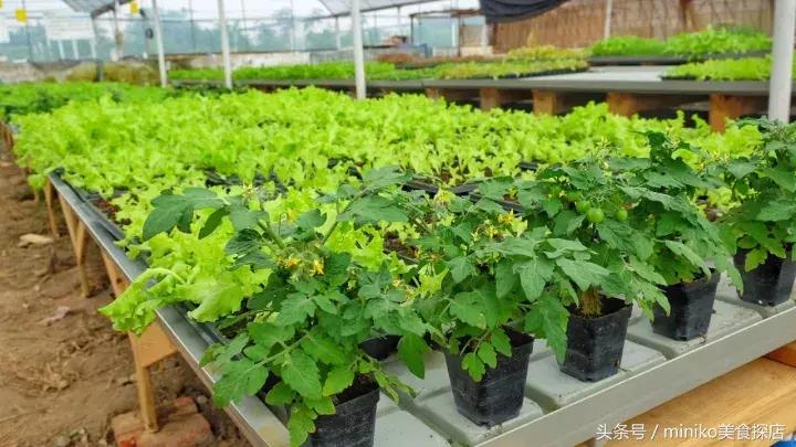 成都周边农场推荐,成都周边最有特点的农场