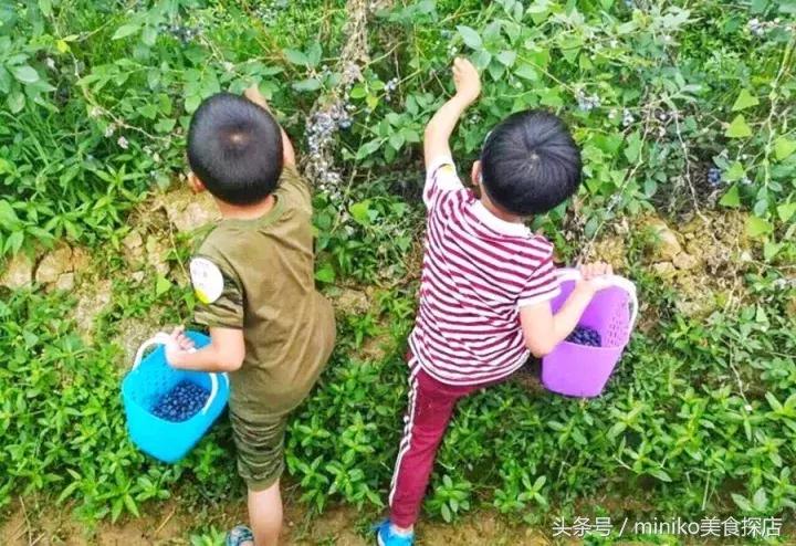 成都周边农场推荐,成都周边最有特点的农场