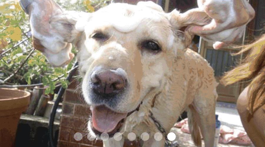 服侍主子洗了那么多次澡，我把毕生所悟都放在这篇攻略里了