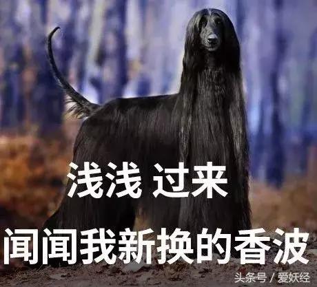 服侍主子洗了那么多次澡，我把毕生所悟都放在这篇攻略里了