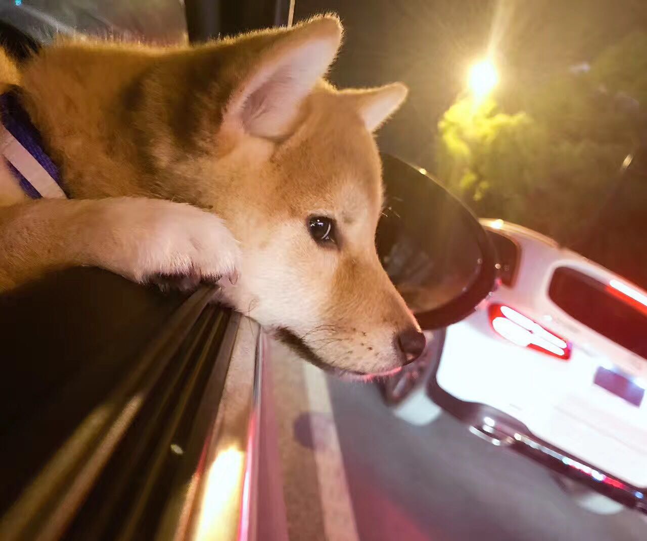 有一种担心叫心疼和愧疚,有人说柴犬是土狗该怎么办