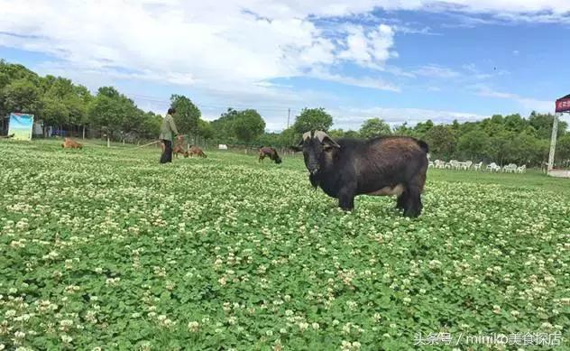 成都周边农场推荐,成都周边最有特点的农场
