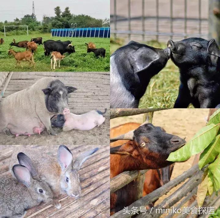 成都周边农场推荐,成都周边最有特点的农场