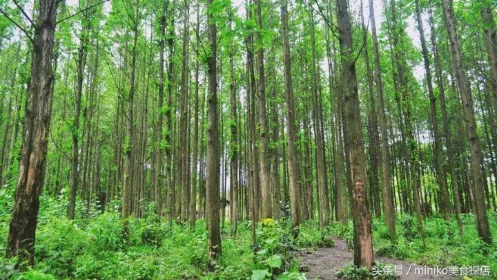 成都周边农场推荐,成都周边最有特点的农场