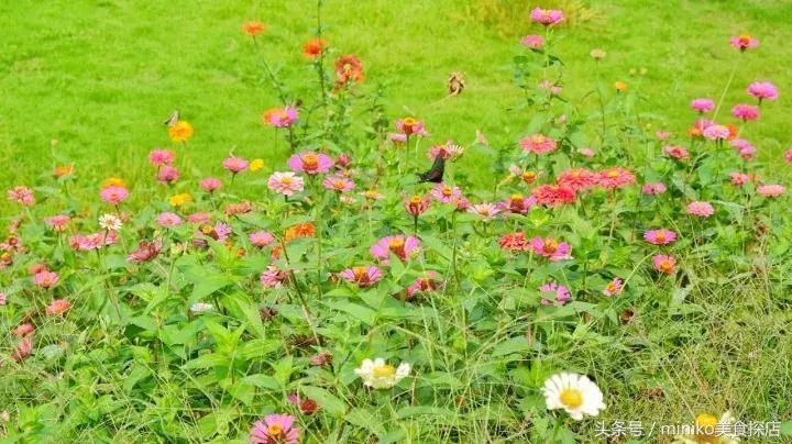 成都周边农场推荐,成都周边最有特点的农场