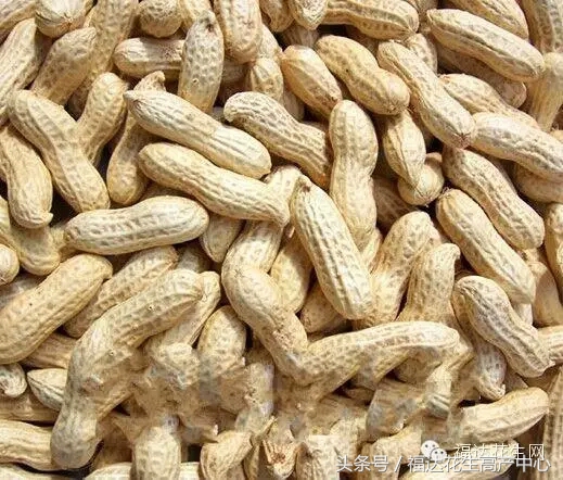 当前花生价格行情,最新花生收购价格与行情