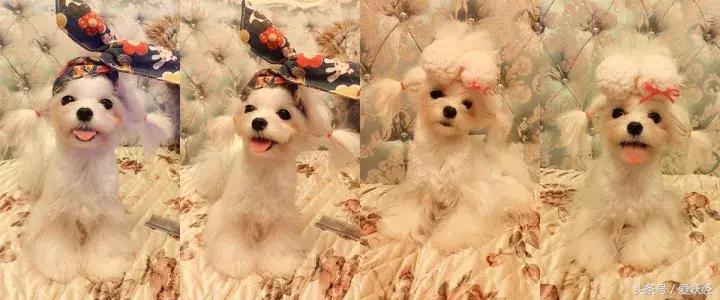 服侍主子洗了那么多次澡，我把毕生所悟都放在这篇攻略里了