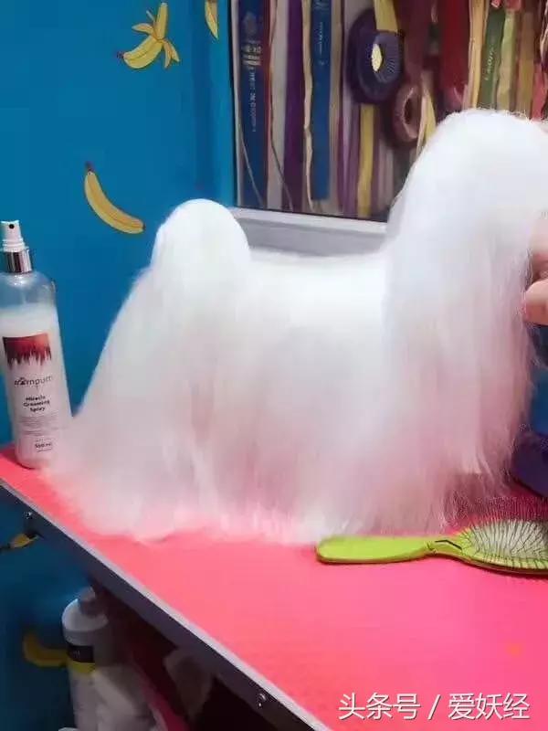 服侍主子洗了那么多次澡，我把毕生所悟都放在这篇攻略里了