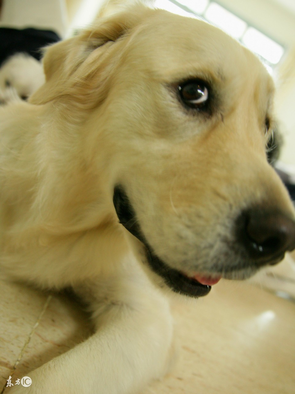 拉布拉多寻回犬品种介绍,拉布拉多犬品种大全带图