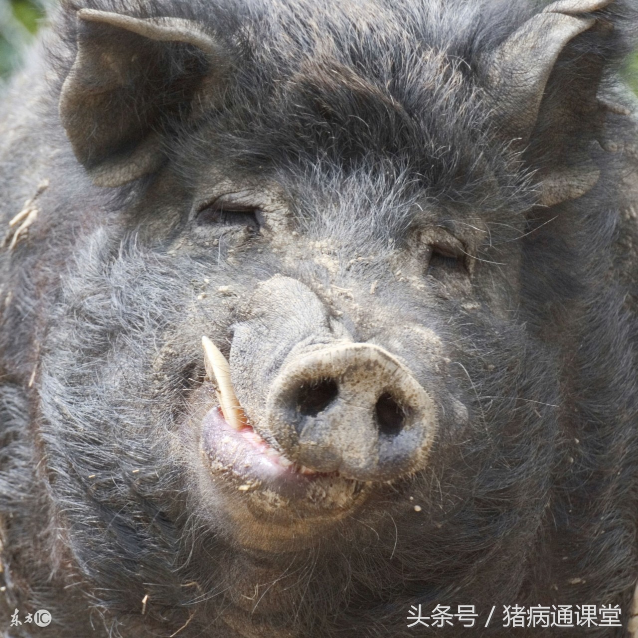 公猪养殖技术和喂养,公猪喂养技术大全