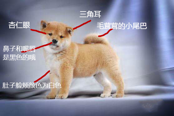 有一种担心叫心疼和愧疚,有人说柴犬是土狗该怎么办