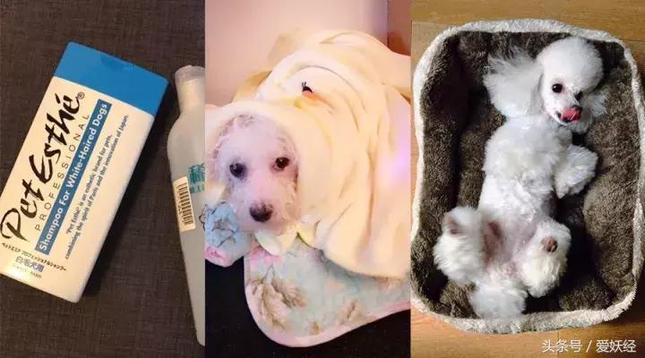 服侍主子洗了那么多次澡，我把毕生所悟都放在这篇攻略里了