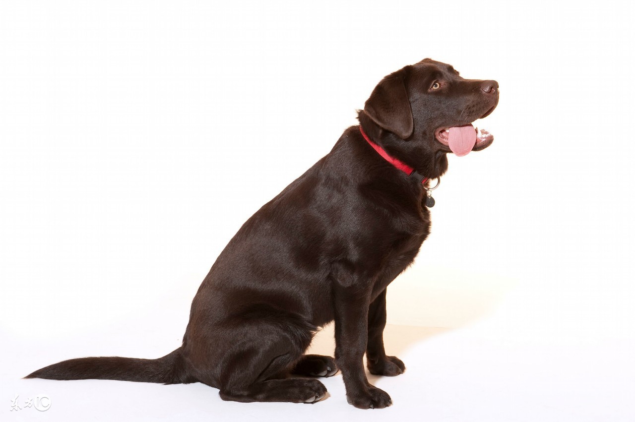 拉布拉多寻回犬品种介绍,拉布拉多犬品种大全带图