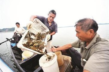 常州螃蟹今日价格表最新,常州的螃蟹多少钱一个