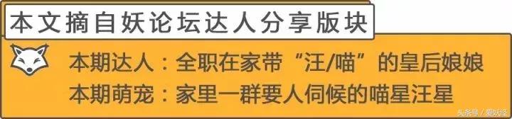 服侍主子洗了那么多次澡，我把毕生所悟都放在这篇攻略里了