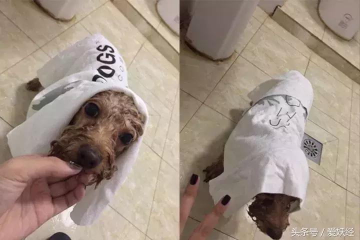 服侍主子洗了那么多次澡，我把毕生所悟都放在这篇攻略里了