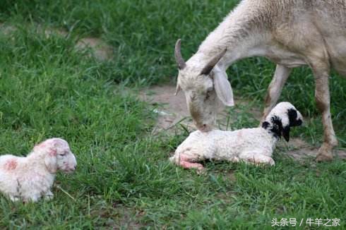 预防羔羊副伤寒,预防羔羊痢疾