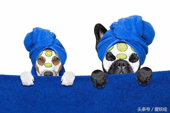 服侍主子洗了那么多次澡，我把毕生所悟都放在这篇攻略里了