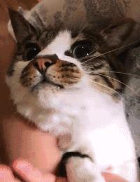 提升猫咪幸福感的东西,提升猫咪智商的玩具