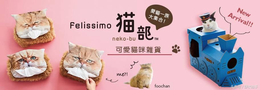 提升猫咪幸福感的东西,提升猫咪智商的玩具