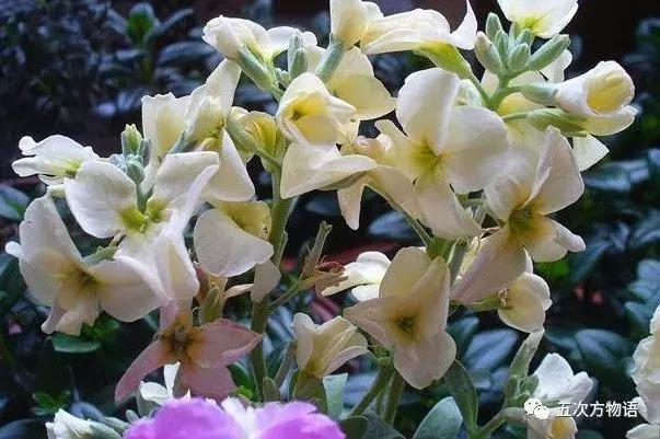 真正的紫罗兰是什么颜色,如何客观看待紫罗兰