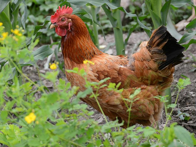 有些人为什么慎用鸡内金,怎么判断是不是真的鸡内金