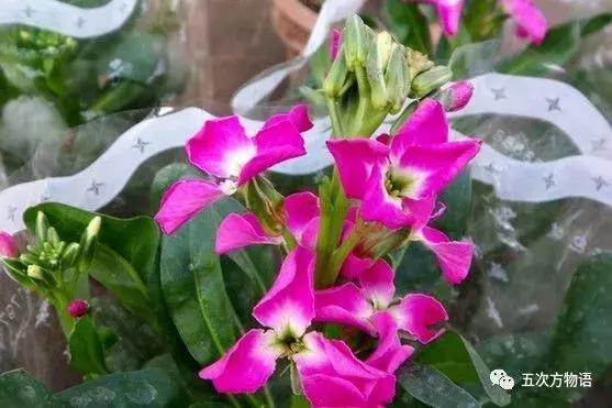 真正的紫罗兰是什么颜色,如何客观看待紫罗兰