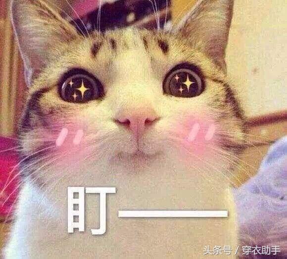 提升猫咪幸福感的东西,提升猫咪智商的玩具