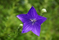 断掌女容易得什么病,断掌女什么意思