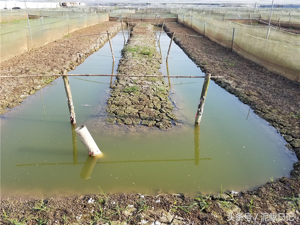 泥鳅青蛙养殖,稻田养泥鳅技术致富经