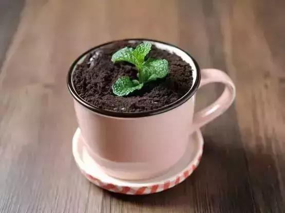 猫屎咖啡是怎么在全世界出名的,猫屎咖啡是不是世界上最好的啊