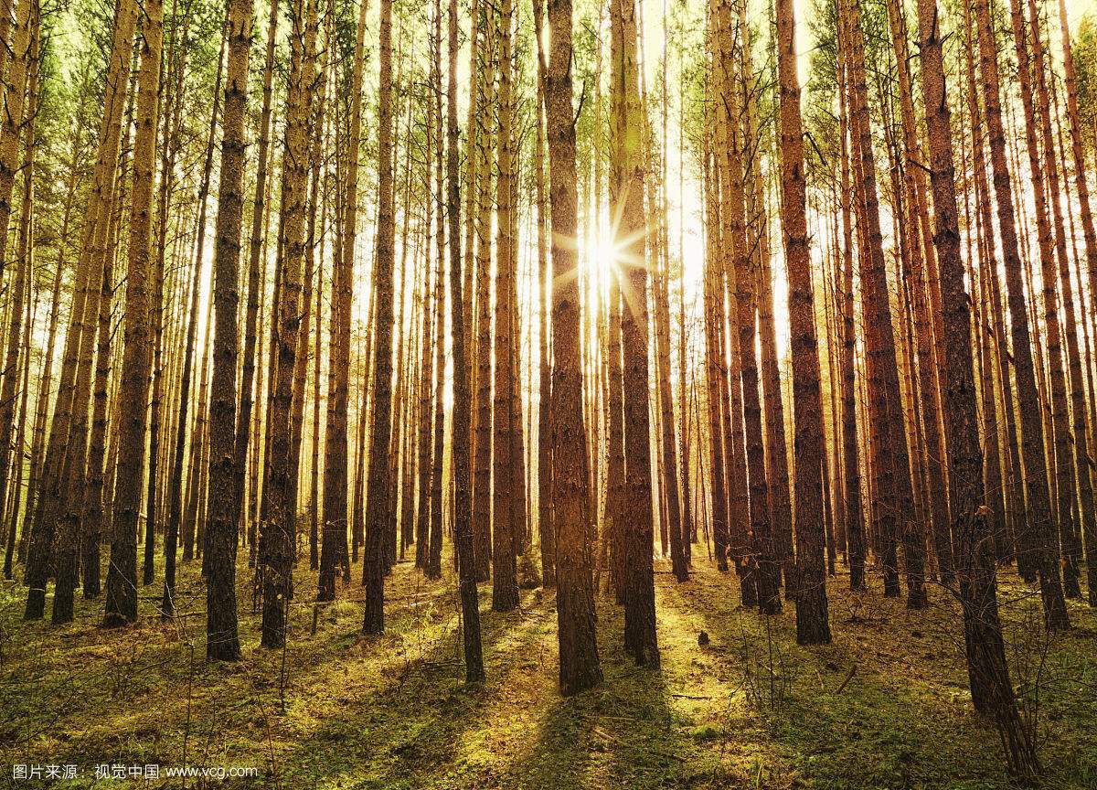 家具用松木的多还是其他实木的好,家具松木好还是实木好