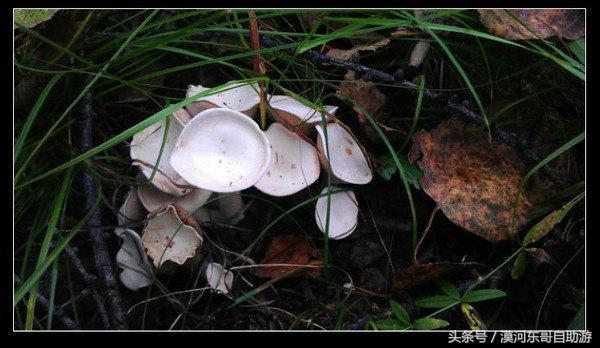 漠河景点大全漠河旅游包车攻略农家院旅游