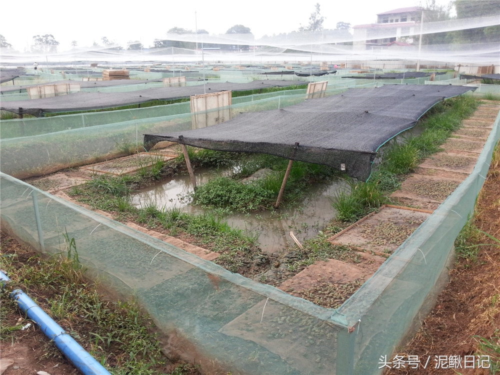 泥鳅青蛙养殖,稻田养泥鳅技术致富经