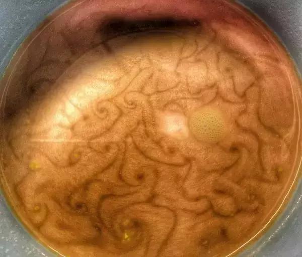 猫屎咖啡是怎么在全世界出名的,猫屎咖啡是不是世界上最好的啊