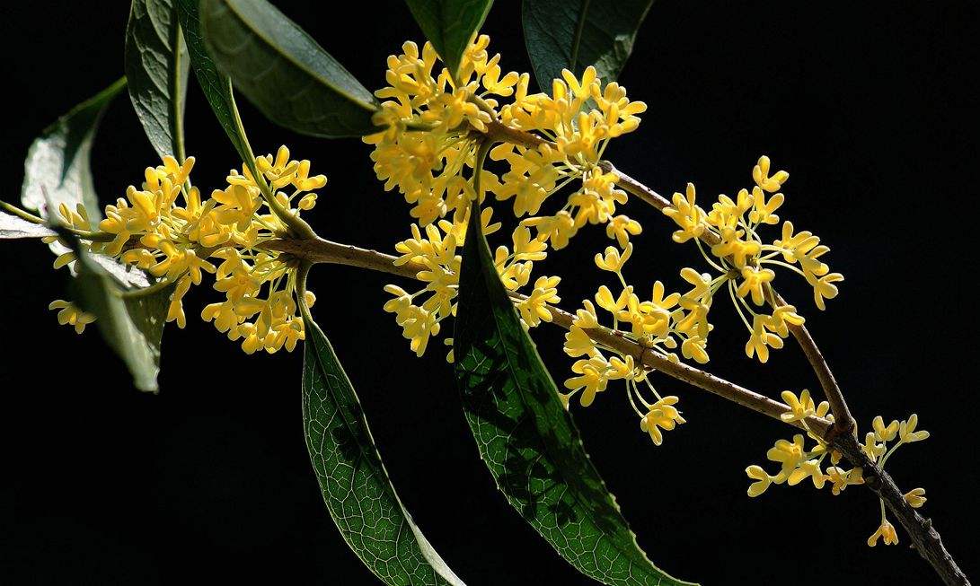 中秋节的由来和风俗简介,中秋节的由来及习俗ppt小学生