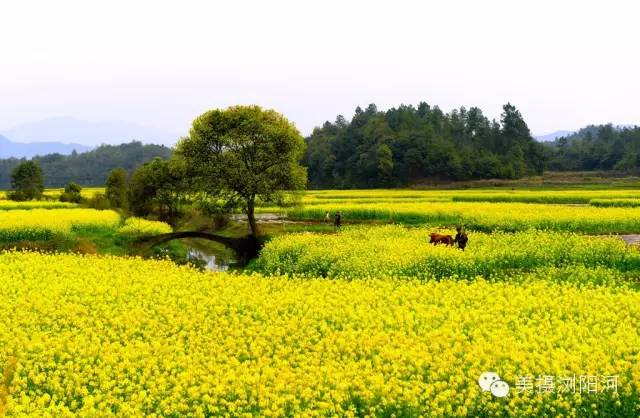 浏阳启动全域美丽乡村示范县,市创建震撼推出十条休闲农业与乡村旅游精品线路