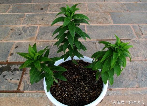 盆栽百合花怎么快速生长,怎样养盆栽花卉百合花花期长