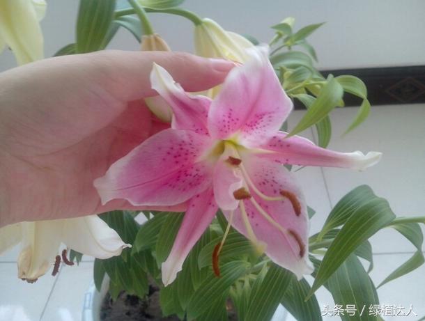 盆栽百合花怎么快速生长,怎样养盆栽花卉百合花花期长