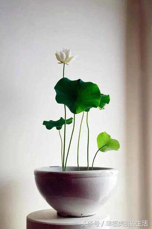 碗莲的种植方法无土种植,碗莲种植方法水植全过程