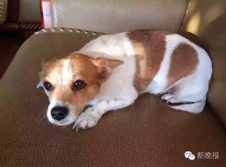 华山路帝景小区走丢一只小狗，主人悬赏10万全城寻狗｜陪伴9年是妈妈感情寄托