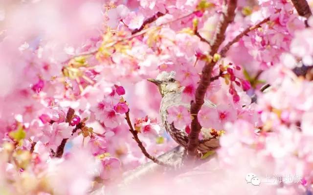 看樱花不用远赴日本,看樱花不用去武汉关庙也可以看