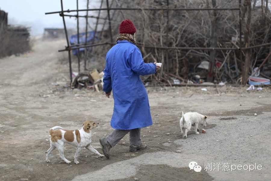 老北京胡同里的猫咪,地坛公园里的流浪猫