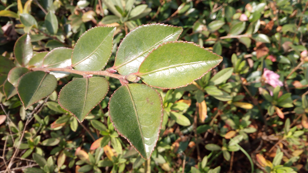 小米5s指纹解锁怎么样,小米5s指纹测评