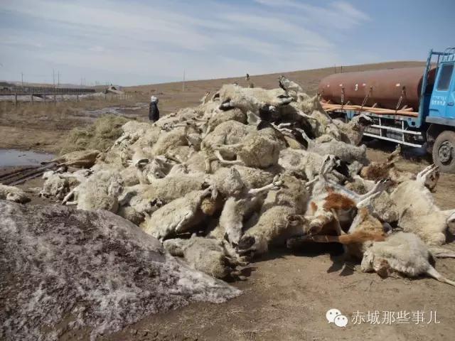 赤城近年来遭受过的霜灾记录，冻死过2700只羊